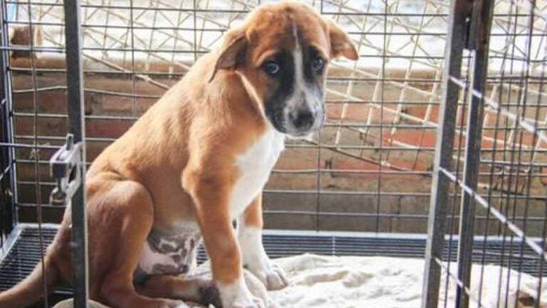 Ce chiot est ramené 11 fois à son refuge