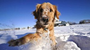 Hiver voici comment bien préparer son chien au froid, selon les conseils de la vétérinaire Hélène Gateau