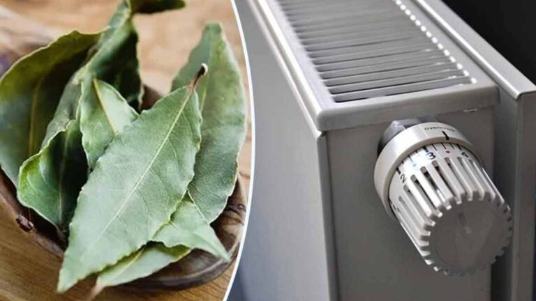 Pourquoi mettre des feuilles de laurier sur votre radiateur en hiver Découvrez les bienfaits de cette plante incroyable