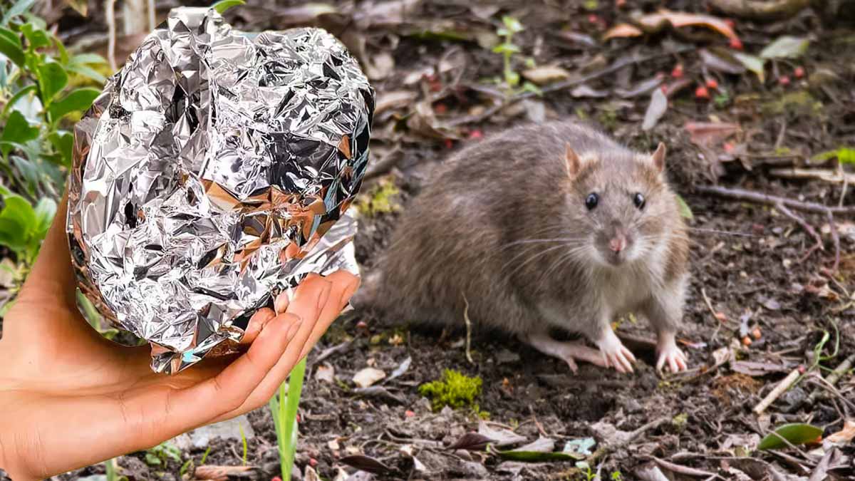 Pourquoi utiliser du papier aluminium pour faire peur aux rats Découvrez comment s’y prendre