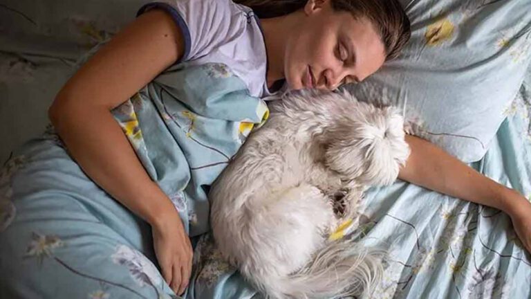 Santé peut-on réellement dormir avec son chien dans le même lit La réponse ici