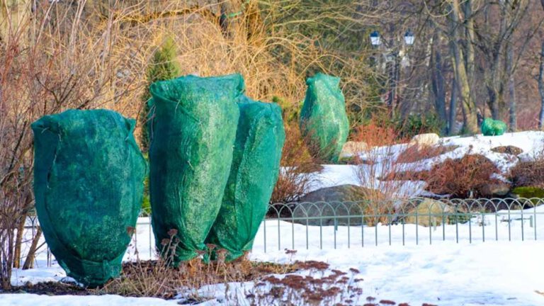 Un voile d’hivernage découvrez par quoi peut-on le remplacer pour protéger vos plantes contre les gels