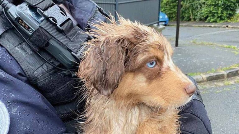 Animaux maltraités bientôt un référent dédié dans chaque commissariat et gendarmerie de France