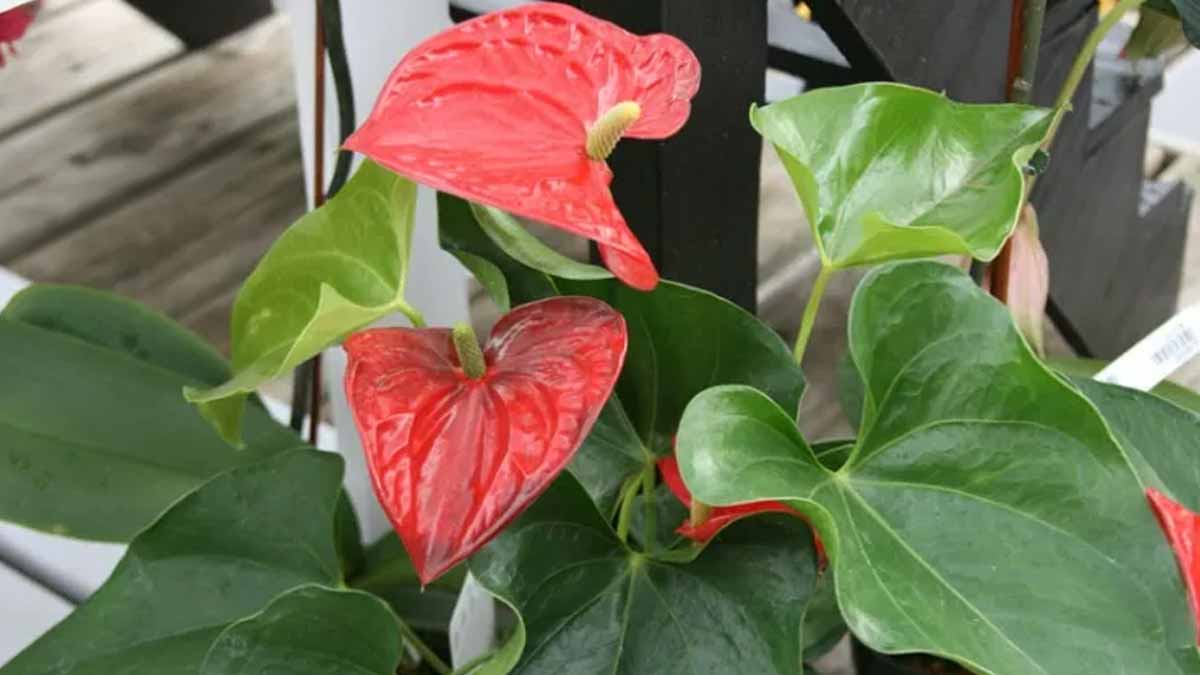 L'astuce pour conserver anthurium en hiver et pour qu'il repousse à nouveau