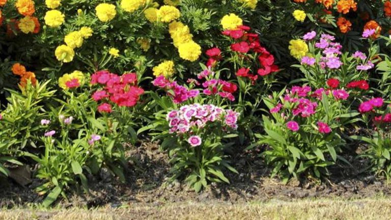 Ces 6 fleurs à planter impérativement en février pour égayer votre jardin cet été