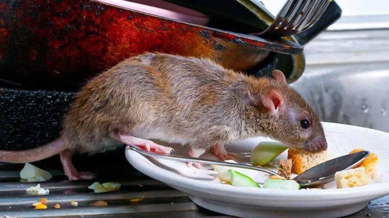 Comment se débarrasser des souris de manière naturelle sans utiliser des pièges ?