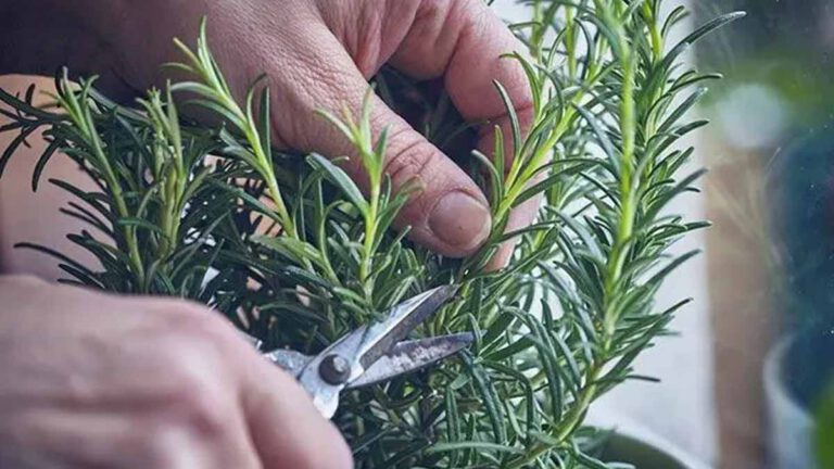 Découvrez ce qui se passe lorsque vous brûlez une branche de romarin dans la maison !