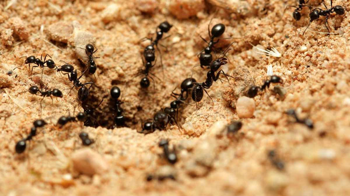 Jardin  Ces astuces naturelles redoutables pour éloigner les fourmis, vous ne les reverrez plus chez vous