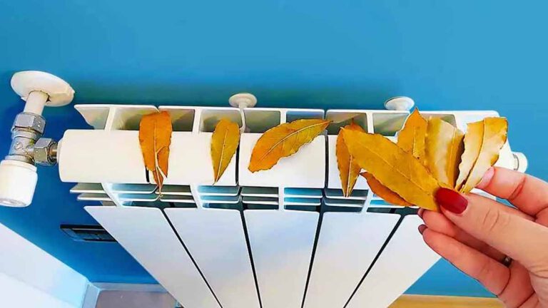 Pourquoi il faut toujours mettre des feuilles de laurier sur votre radiateur en hiver