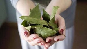 Pourquoi mettre des feuilles de laurier sur son radiateur Une astuce pour faire des économies durant la période hivernale