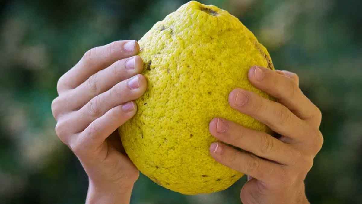 Citron et Sel : l’astuce miracle pour vous aider au quotidien