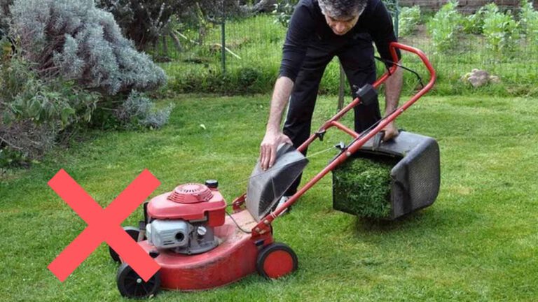 Ces trois erreurs fréquentes à ne pas commettre dans son jardin avec l’arrivée du printemps