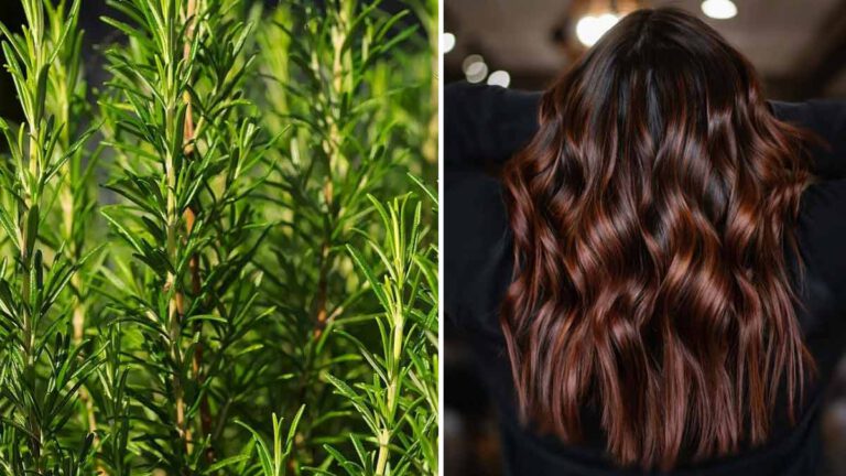 Le romarin : une astuce naturelle pour colorer et lutter contre la chute des cheveux en 4 étapes