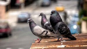 Les Meilleurs Répulsifs Anti-Pigeons pour éloigner ces oiseaux de votre balcon, terrasse et Toit