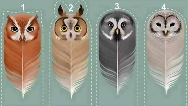 Test de personnalité la plume de hibou que vous choisissez révèlera davantage sur vos qualités