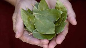 Découvrez pourquoi mettre des feuilles de laurier dans les chaussures