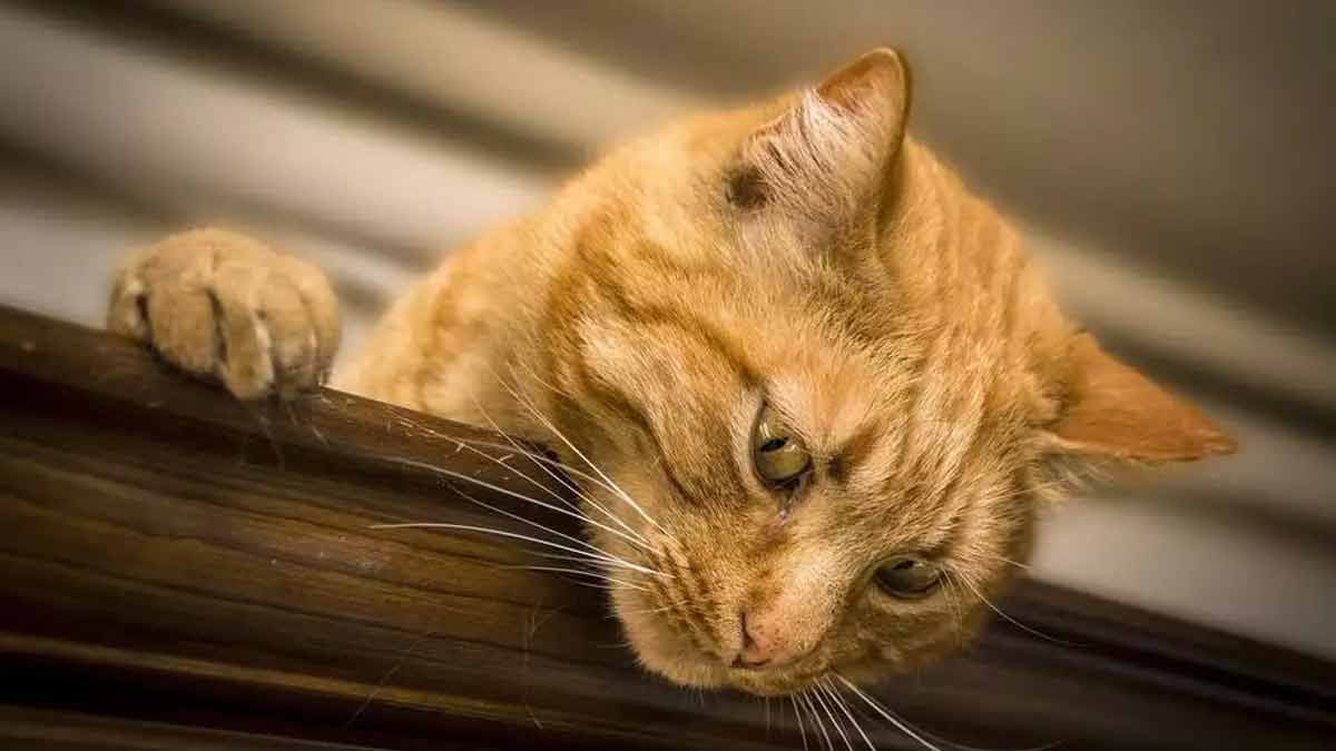 Incroyable, Trois ans après sa disparition, la chatte Merci a retrouvé sa famille en Ariège