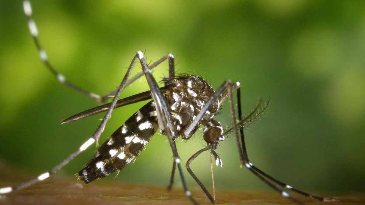 Zika, dengue, chikungunya : les autorités lancent l’alerte après l’augmentation de maladies transmises par le moustique tigre