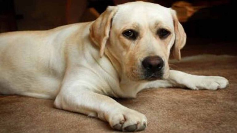 Son chien fixe le mur durant des jours, George pensait déjà au pire