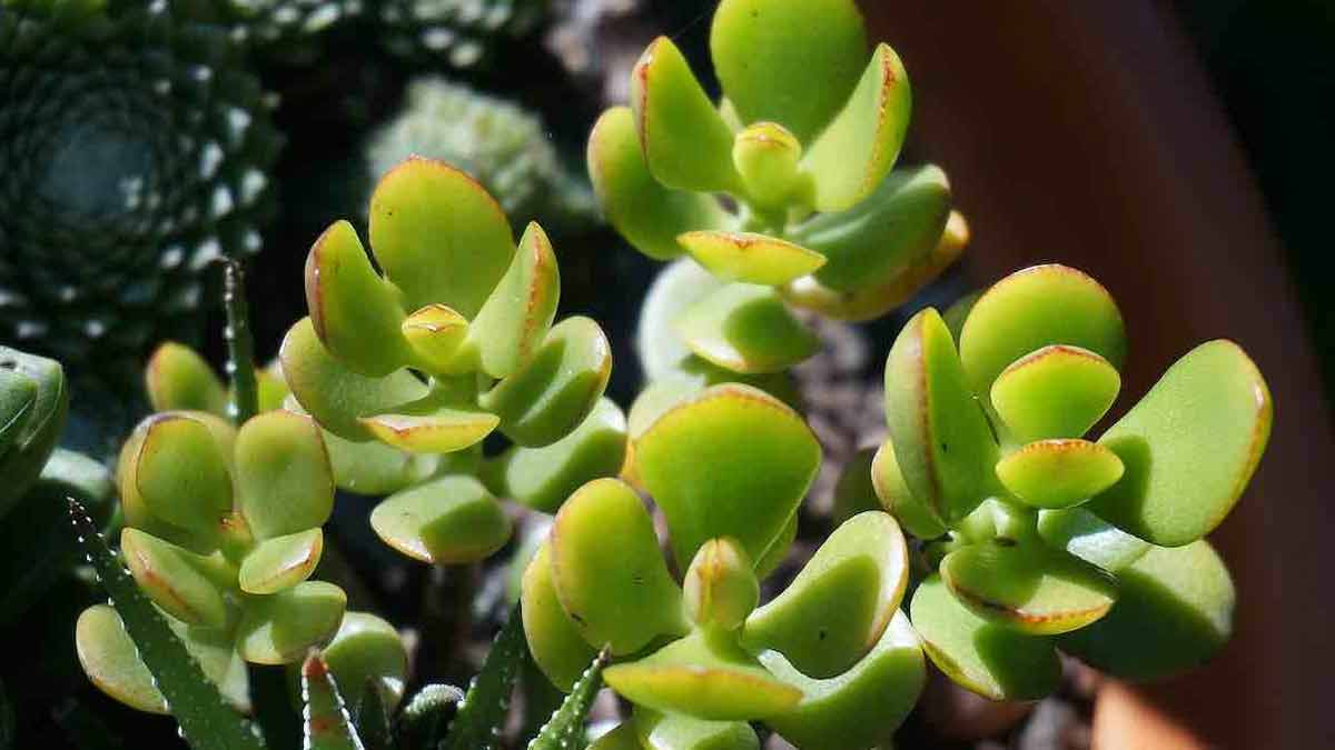 Voici comment faire fleurir un arbre de jade pour attirer la chance et la prospérité dans nos maisons