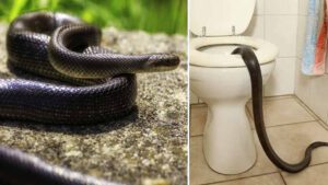 ALERTE Info Qu’est-ce qui attire le serpent dans la maison Que faire pour se débarrasser de ces reptiles à jamais