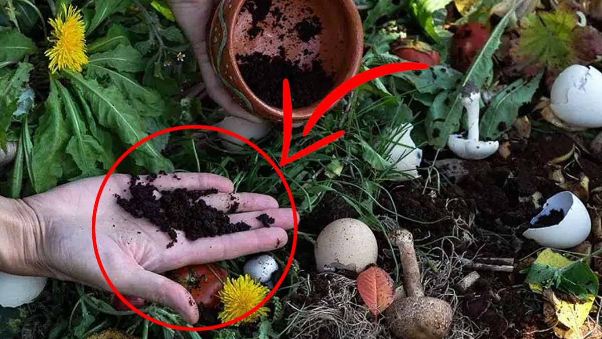 ATTENTION marc de café  découvrez la liste des plantes qui ne supportent pas cet ingrédient