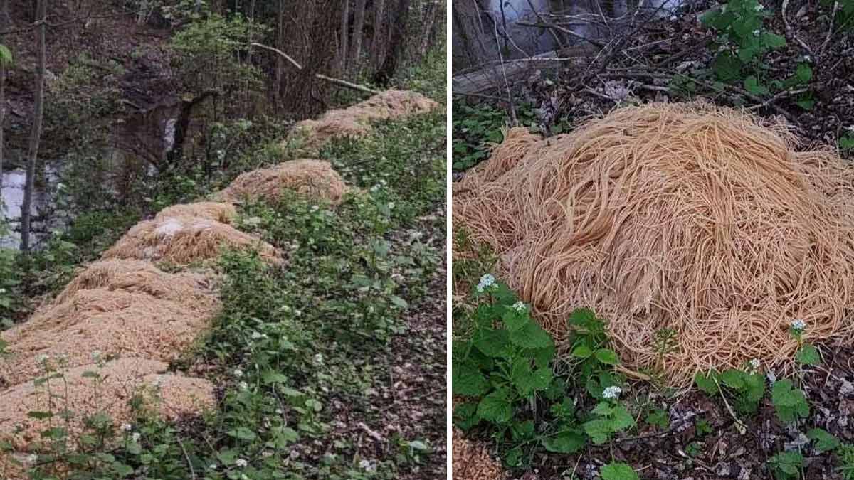 Découvertes mystérieuses aux États-Unis quinze brouettes de pâtes découvertes en pleine forêt