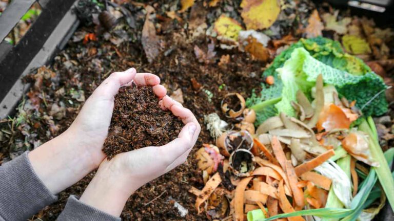 Engrais naturel  Ces 5 ingrédients et déchets alimentaires bons pour vos plantes et votre jardin