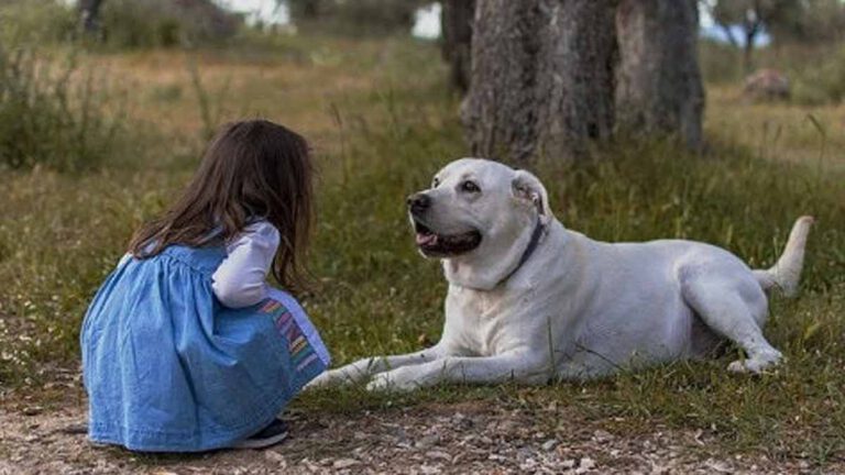 Un enfant croise un chien dans la rue, il retrouve espoir en retrouvant son meilleur ami