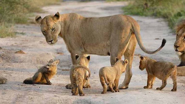 Une famille de lions a attrapé un renard blessé mais le laisse la vie sauve en le protégeant