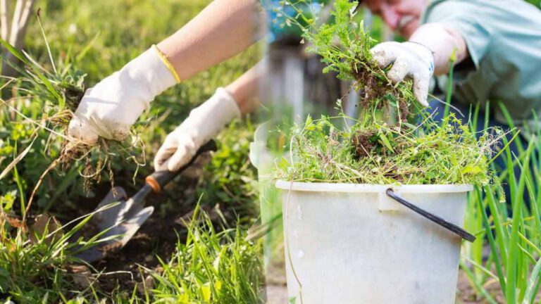 Voici comment éliminer naturellement des mauvaises herbes présentes entre vos fleurs sans les impacter