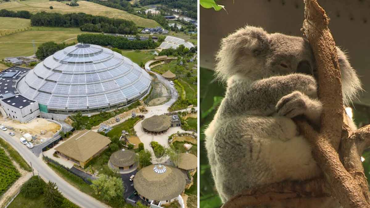 Zone Interdite - C’est une machine à fric  un reportage sur le zoo de Beauval choque les internautes