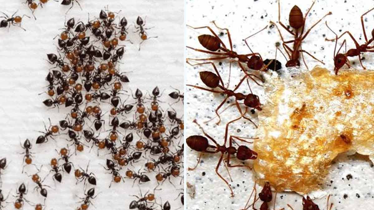 ALERTE Vous avez plein de fourmis chez vous Découvrez quelle technique pour s'en débarrasser (sans les tuer)