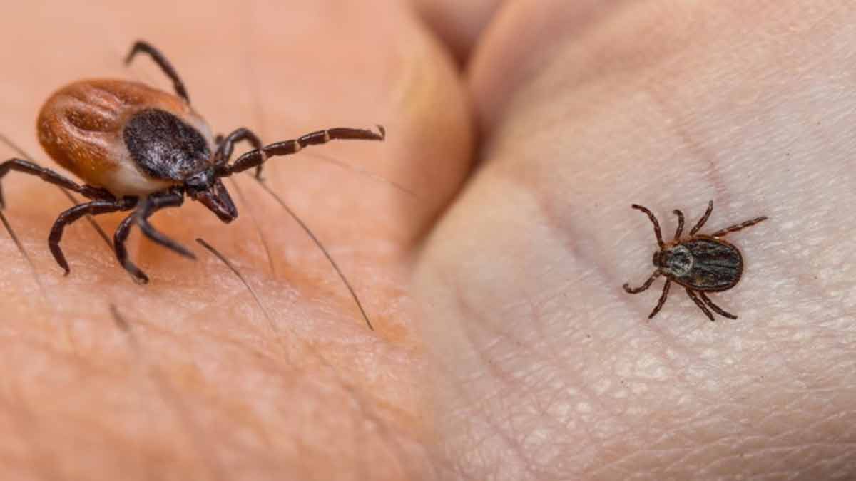 La tique géante, un parasite mortel pour l’homme, se répand dans le sud de la France