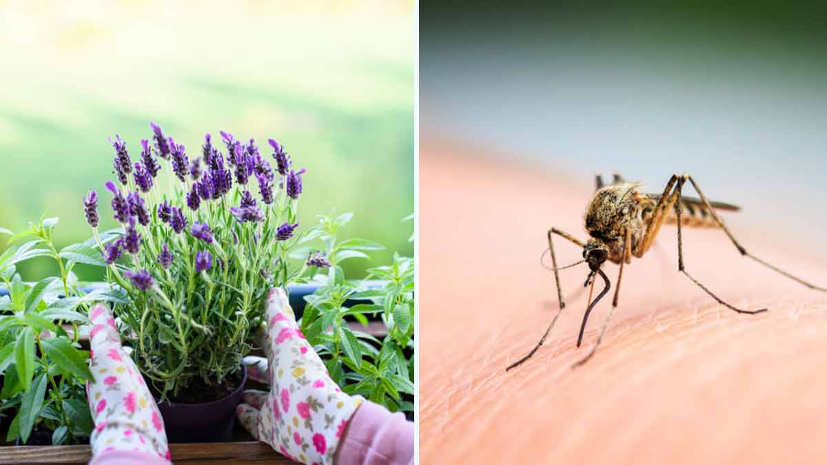 ATTENTION vous allez éloigner les moustiques avec cette plante miraculeuse sur votre balcon !