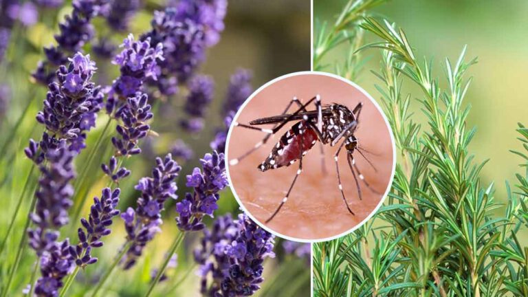 Découvrez ces plantes qui sont un répulsif efficace contre les moustiques, mouches et cafards