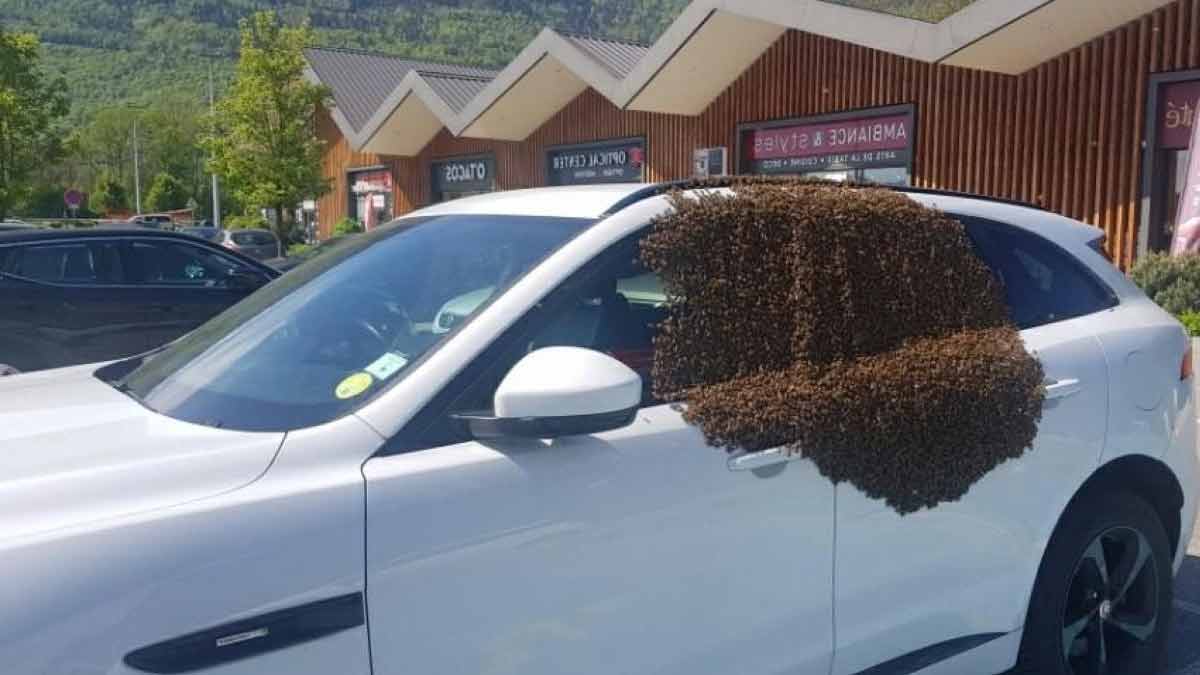 Un essaim d’abeilles suit une voiture pendant deux jours pour sauver leur reine coincée dans le coffre