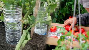 Cette astuce pour fabriquer un arrosage goutte à goutte pour les tomates avec zéro budget