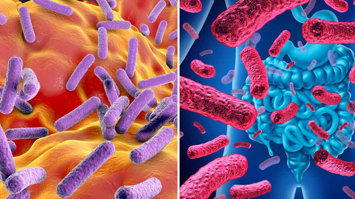 Microbiote intestinal : rôles, déséquilibré, nos conseils pour le restaurer !