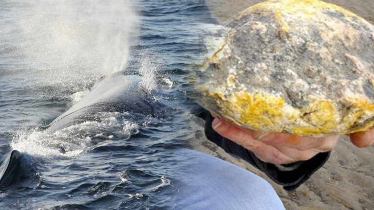 Un professeur qui voulait autopsier la mort d’une baleine échouée a découvert une boule de vomi de 9,5 kilos de 450 000 euros de valeur