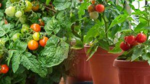 Voici pourquoi il faut mettre du bicarbonate de soude au pied des tomates