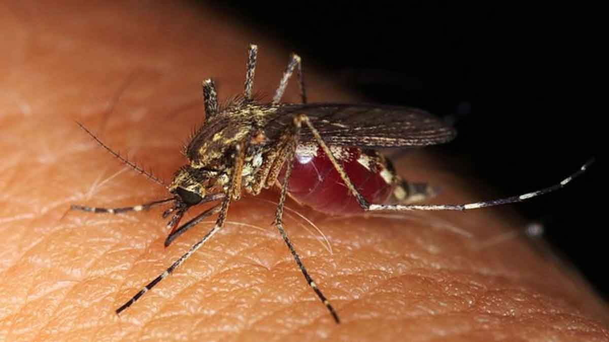 Alerte Moustique Le virus du Nil occidental frappe dans ce département, 3 cas confirmés !