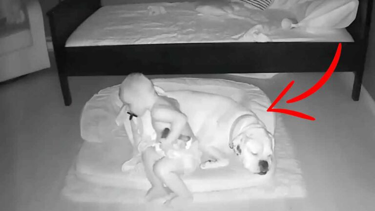 Ce chien veut absolument dormir avec son petit garçon chaque nuit, la raison va étonner