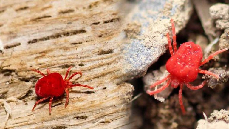 Ces petites bêtes envahissent tout le pays et commencent à entrer dans votre maison