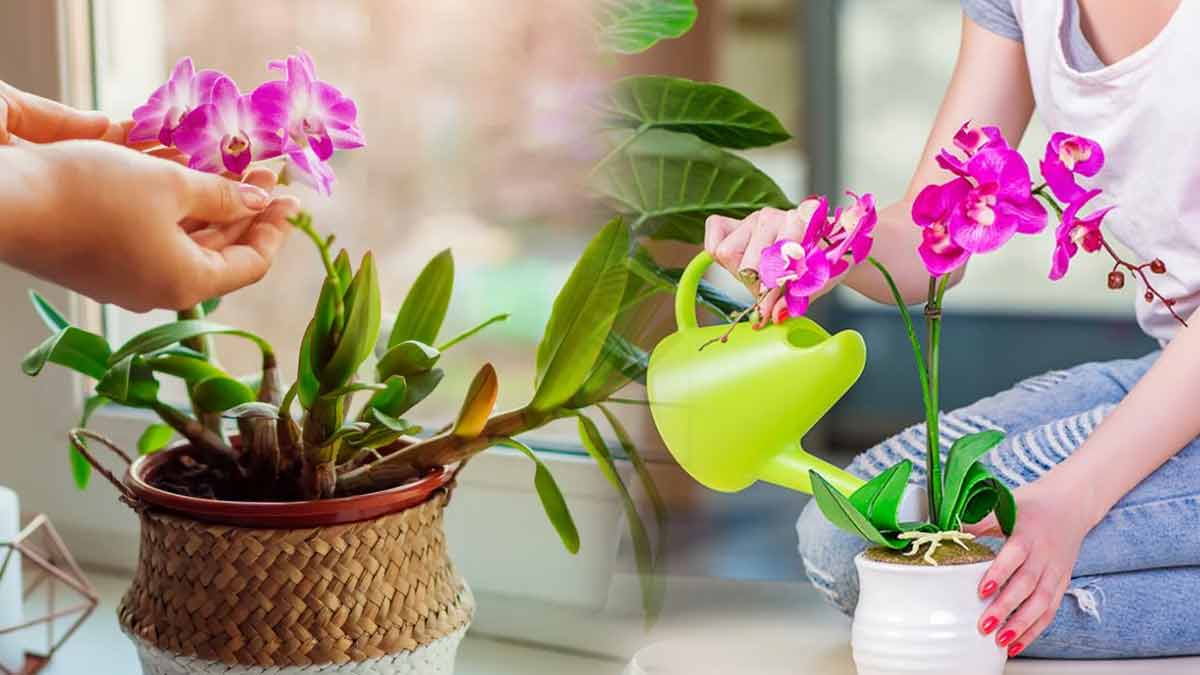 Orchidées : Découvrez les astuces et ingrédients pour les faire fleurir toute l’année