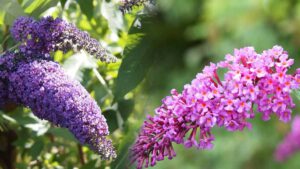 Arbuste fleuri toute l’année ou presque  voici 5 arbustes à floraison longue