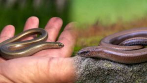 Cet animal dans le jardin ressemble fortement à un serpent, comment les différencier ?