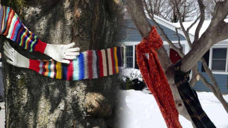 Découvrez la signification des écharpes attachées à des arbres cet hiver