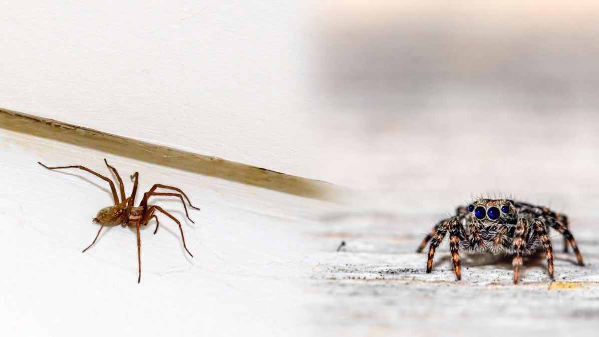 Cette terrible espèce invasive qui se répand en France va ruiner vos vacances d’été