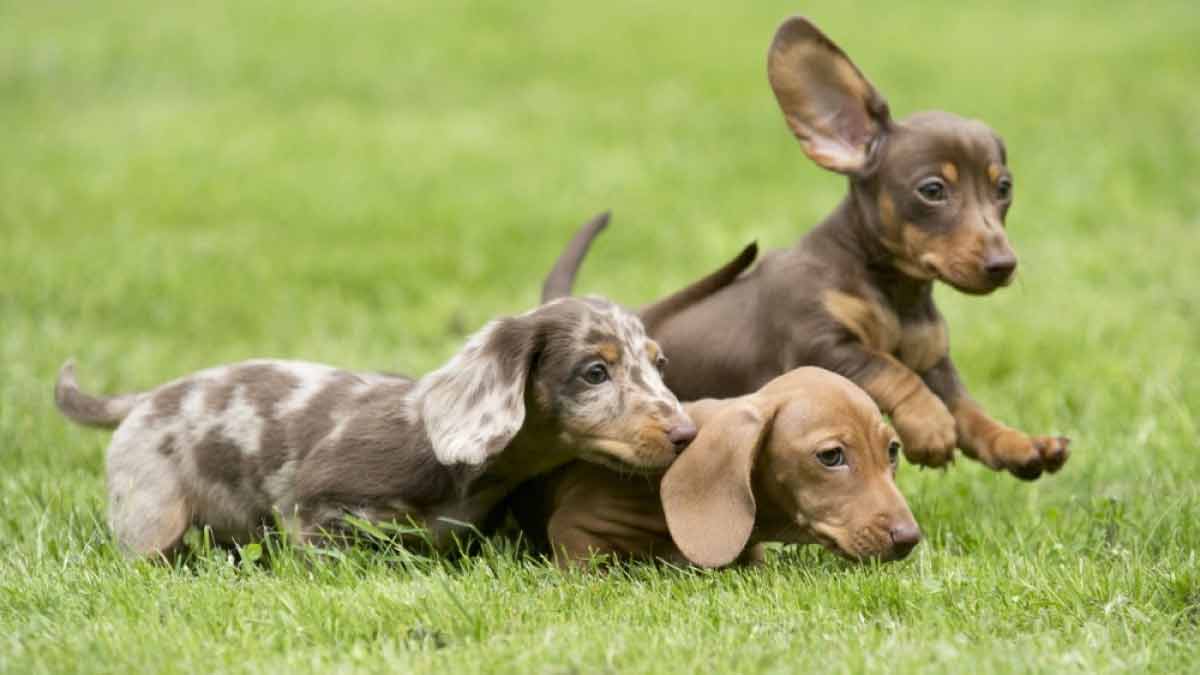 Longévité canine découvrez les races de chiens qui vivent plus longtemps